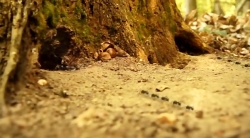 خیلی خیلی کوچک (2) (سرزمین کفشدوزکها)